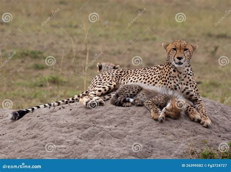 Mother & Baby Cheetah stock photo. Image of safari - 26399582