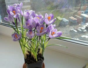 Крокусы – посадка и уход в открытом грунте