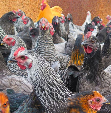 chickens andy maguire flickr