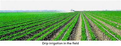 An Efficient Fertilization And Water Management With Fertigation Agrivi