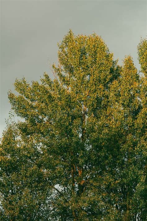 Aspen Trees in the Evening Light. Stock Image - Image of gardskorona ...