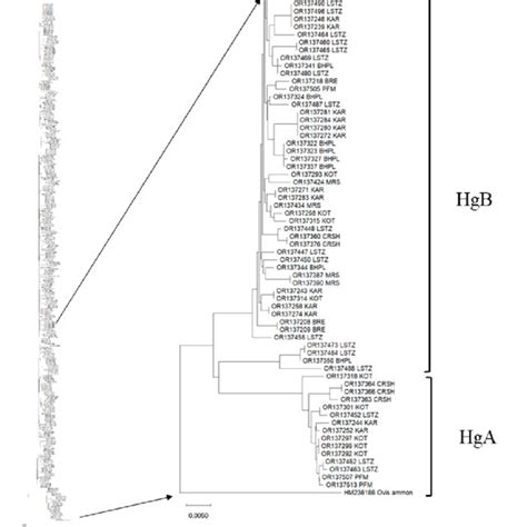 Neighbour-joining haplotype tree constructed from Kimura two-parameter ... 