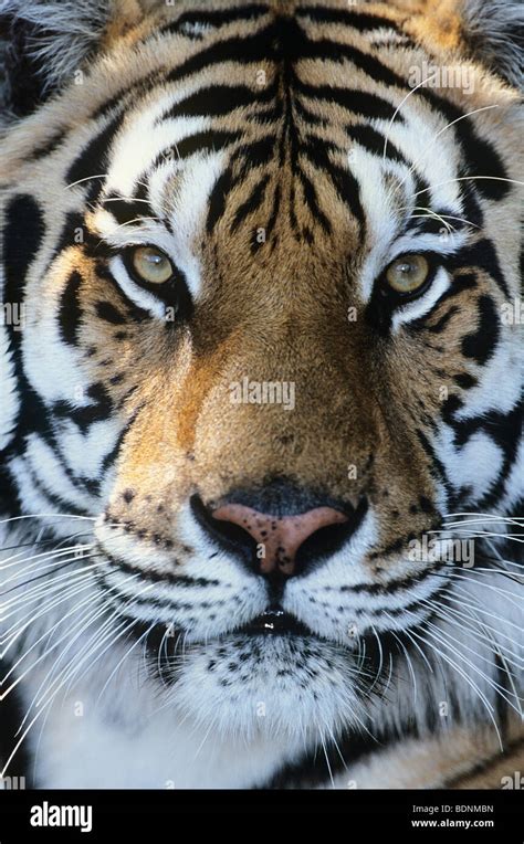 Tiger, close-up of face Stock Photo - Alamy