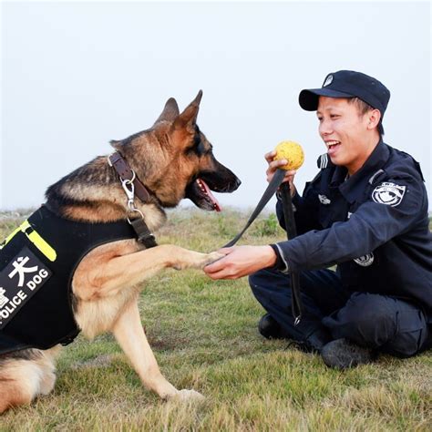 Police academy in China plans to auction off ‘coward’ dogs who failed to qualify for the force ...