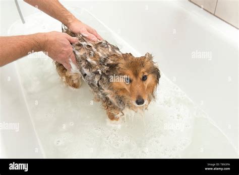 Dog being washed with soap by a groomer in a white bathroom Stock Photo ...