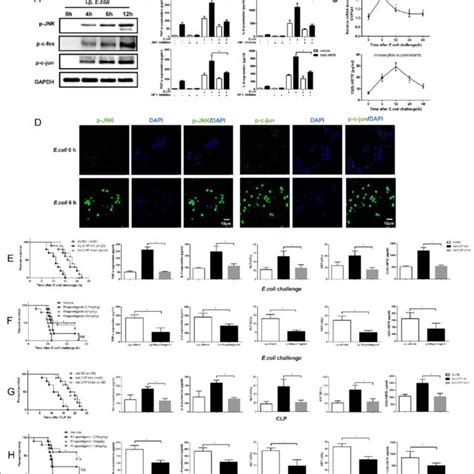 CYP1A1 Is Involved In LPS Induced Macrophages Activation A D