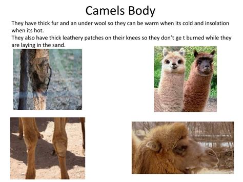 PPT - Camel adaptations PowerPoint Presentation, free download - ID:2761156