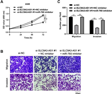 Mir Knockdown Reverses The Tumor Suppressive Effect Of Silencing