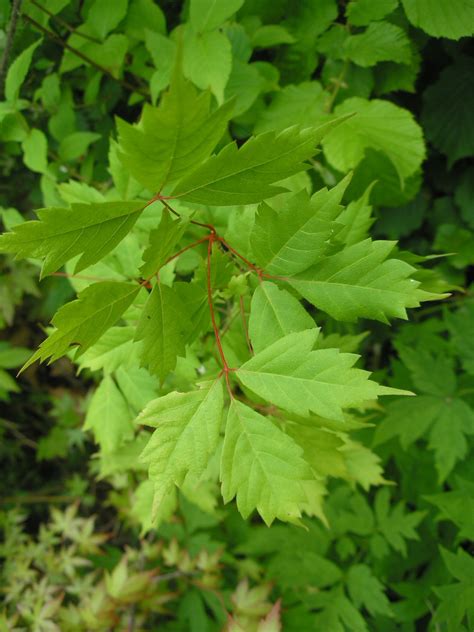 Acer Cissifolium Amahogi Maple Seeds Twining Vine Garden