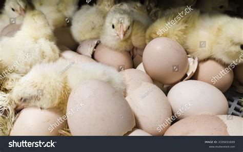 5108 Chicken Hatcheries Royalty Free Photos And Stock Images