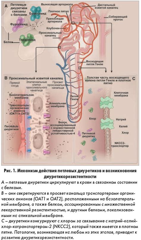 Диуретическая терапия при сердечной недостаточности - Health-ua