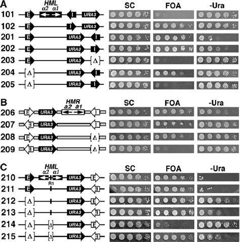 -Silencing elements in the genomic context of a silencer regulate its ...