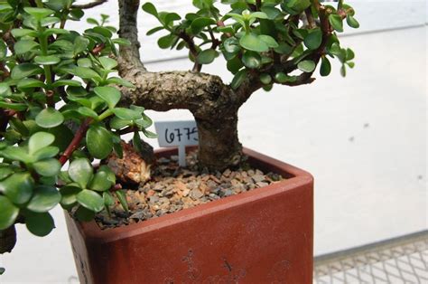 30 Year Old Baby Jade Cascade Specimen Bonsai Tree