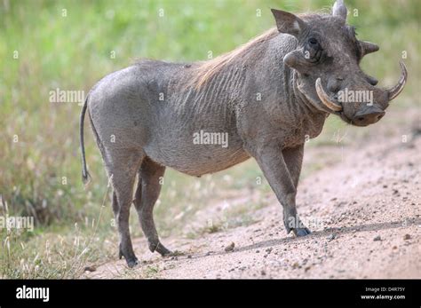 Adult Male Common Warthog Phacochoerus Africanus Standing Side On Head