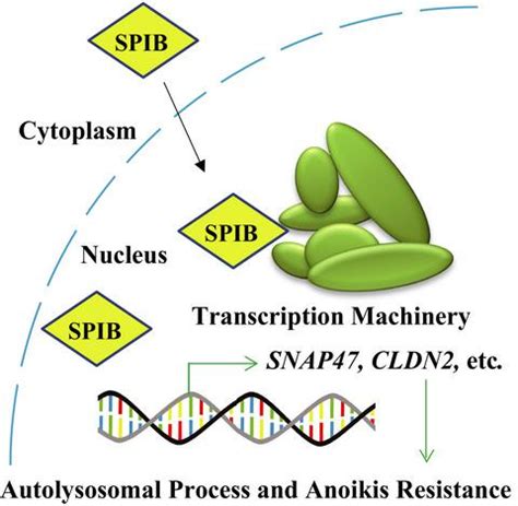 Spib Promotes Anoikis Resistance Via Elevated Autolysosomal Process In