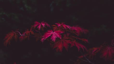 Autumn Leaves 4K Wallpapers - Wallpaper Cave