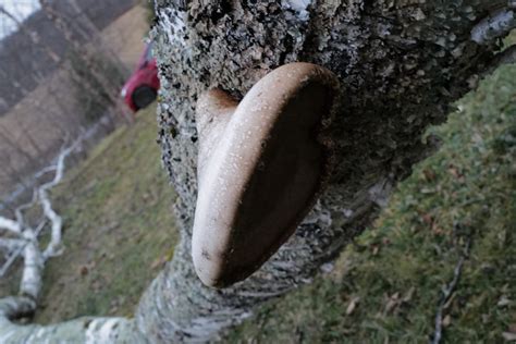 Beauty Is Where You Look For It. Mushrooms, Asher, Life Never Quits