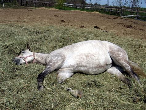 Un Cheval Mort O Photos De Chevaux En Libert