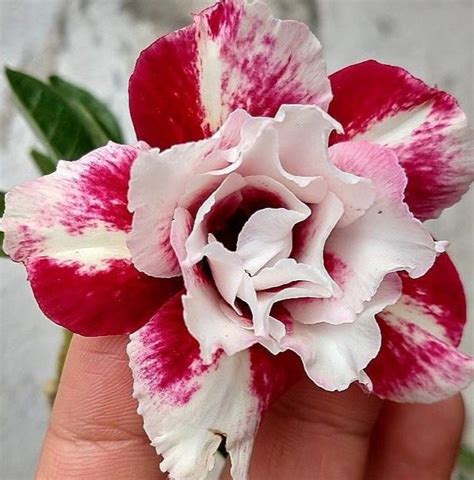 Beautiful Desert Rose Plant in Hand