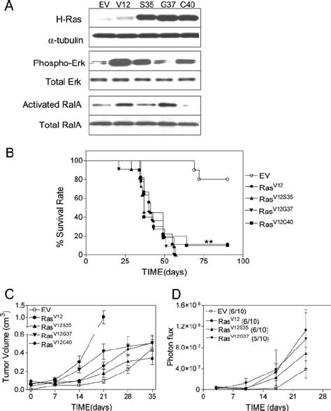 Oncogenic Ras And Ras Effector Mutants Activate The Metastatic