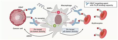 信达肿瘤选择性cd47pd L1双抗 知乎