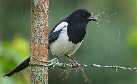 Take That: Crows, Magpies Build Nests Using Anti-Bird Spikes - WhoWhatWhy