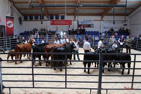 Klasse Kuh Mit Kalb Angusrind Nord E V