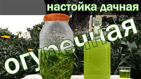 настойка "Дачная" "Огуречная" от канала Свой Среди Своих Кулинария ...