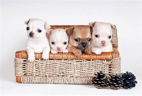 15 Lovely Puppy Photos | UNP