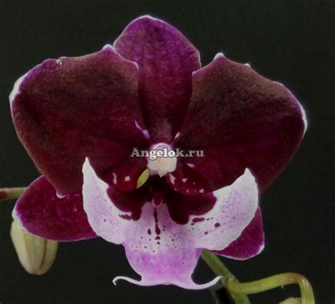Фаленопсис Биг Лип Phalaenopsis Chia Shing Hot Kiss Тайвань купить в интернет магазине