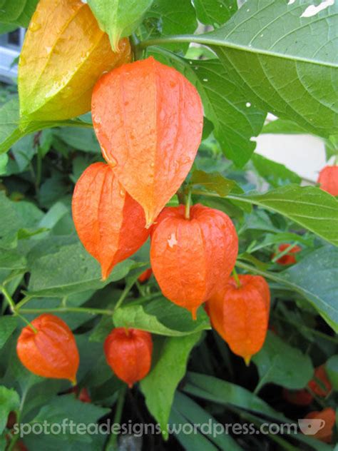 Dried Flowers Chinese Lanterns Spot Of Tea Designs