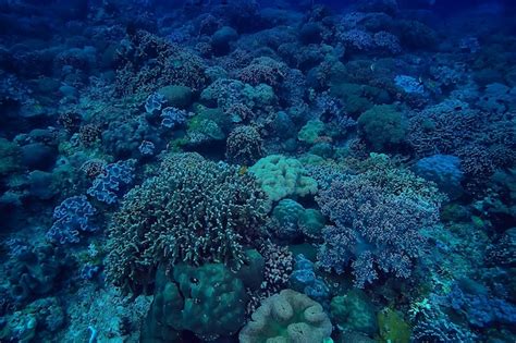 Premium Photo | Coral reef underwater / sea coral lagoon, ocean ecosystem