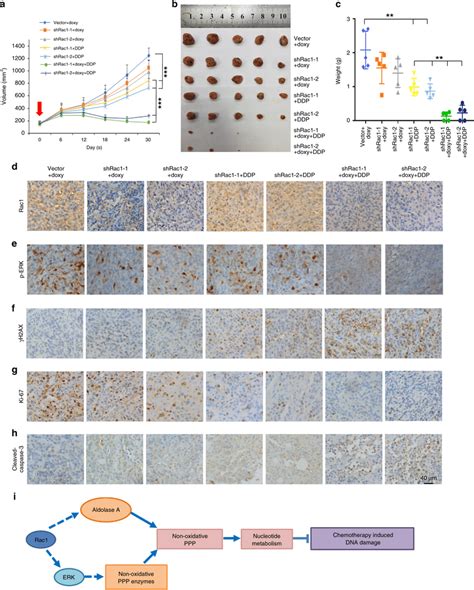 Rac1 knockdown increases chemosensitivity and reduced chemotherapy ...