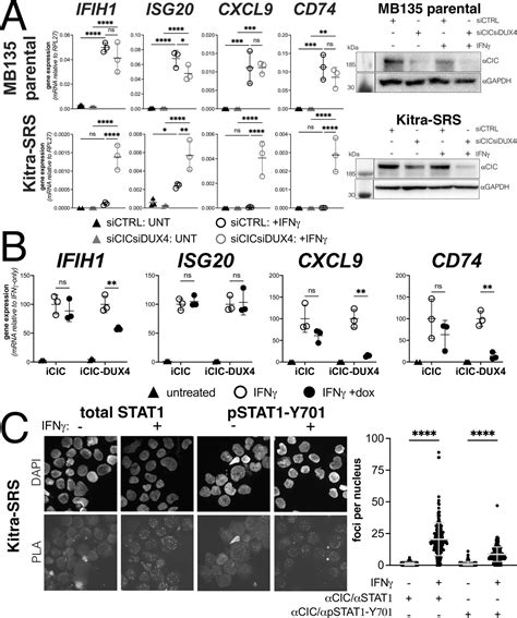 Human Dux And Mouse Dux Interact With Stat And Broadly Inhibit