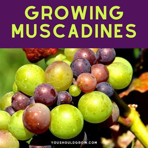 How to Grow Muscadine Vines At Home | You Should Grow