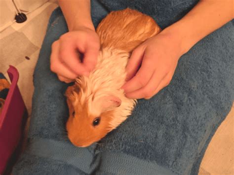 Bathing Guinea Pigs Like An Expert - Surrounded By Animals 🐾