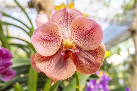 The Orange Orchids Ascocenda Vanda Hybrids Blooming In Orchid House