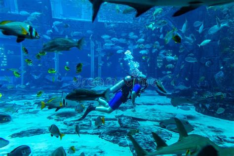 Aquarium in Hotel Atlantis in Duba Editorial Image - Image of emirates ...