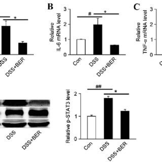 Effects Of Berberine On Proinflammatory Factor MRNA Expression And