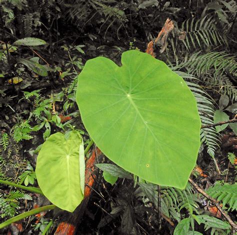 Leucocasia Gigantea Araceae Image At Phytoimages Siu Edu