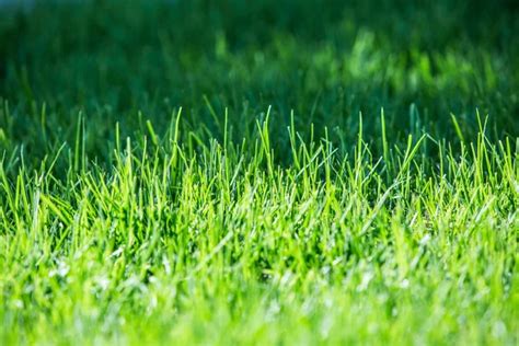 Green Luscious Grass Stock Photo Valentyn Volkov 8165740