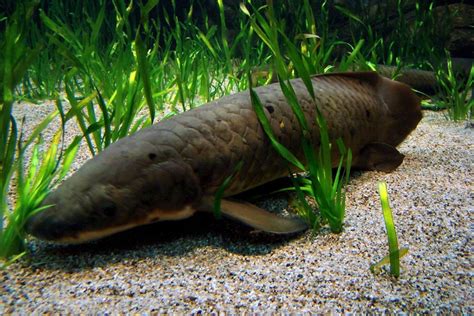 Queensland Lungfish May Face Decline Due To Breeding Habitat Changes