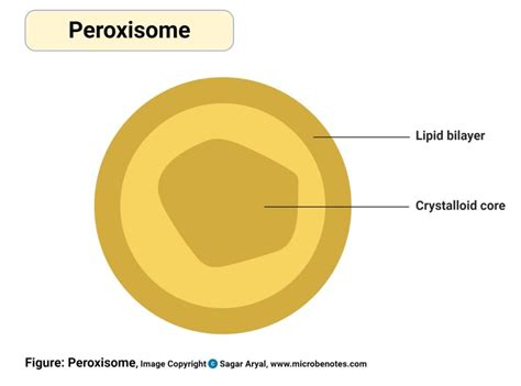 Peroxisome Cell Structure