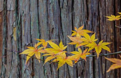 Autumn Leaves in Japanese Garden Stock Photo - Image of colorful ...