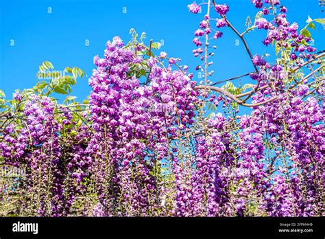 Chinese Wisteria Wistaria Sinensis Hi Res Stock Photography And Images