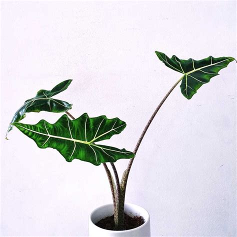 Alocasia Sarian Best Care Guide Gardeninbloom