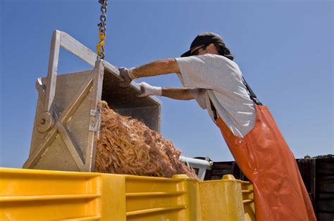 American Shrimp Types Wild Caught And Farmed