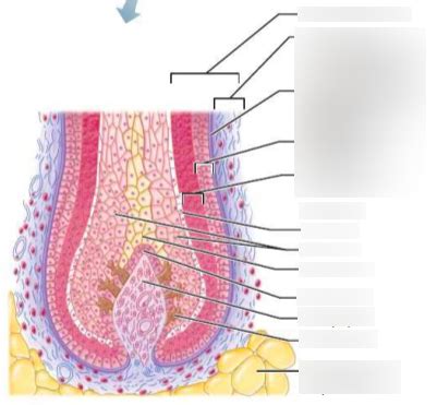 Hair Diagram Quizlet