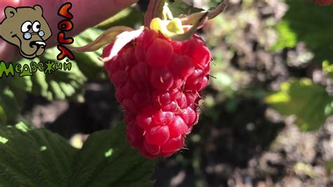 Саженцы МАЛИНЫ ИЗ МАЛИНОВКИ (сорт Краса России) #медвежийугол - YouTube