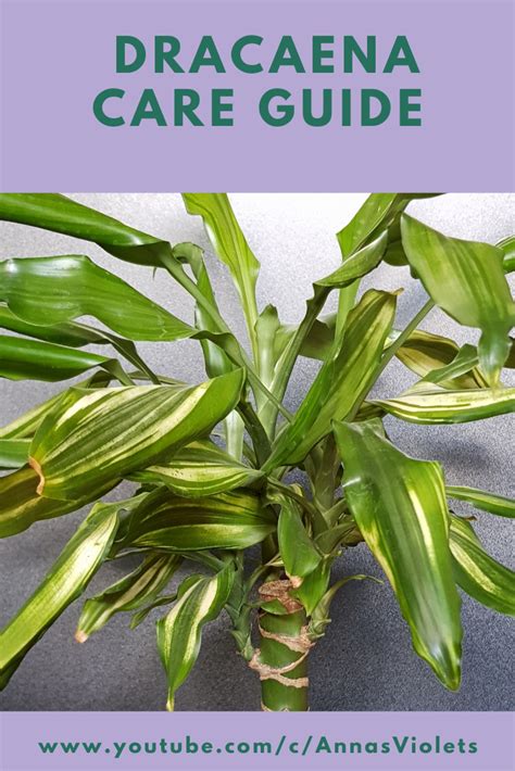 Dracaena Care Tips | Dracaena care, Plant care, Dracaena